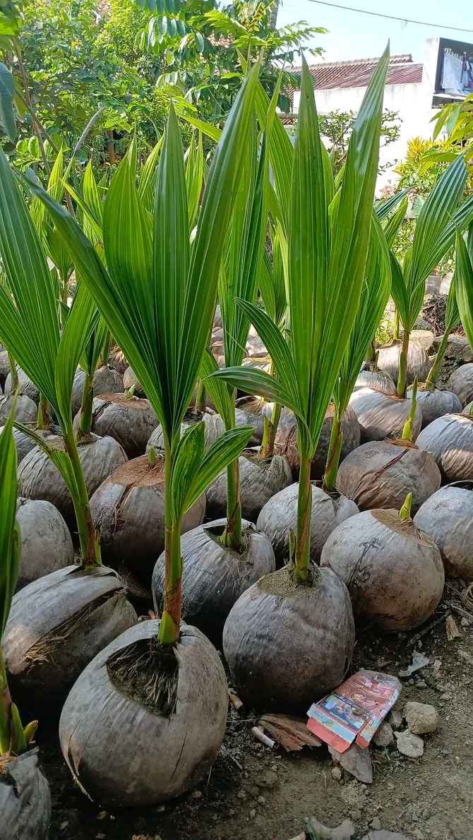 Jual Bibit Kelapa Jelly Kopyor Thailand